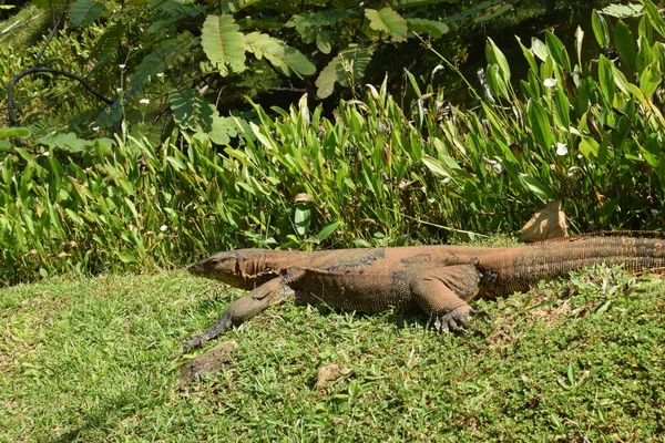 東南アジアの野生でトカゲを監視します 緑の草の中のトカゲを監視する — ストック写真