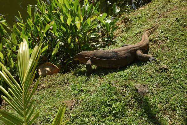 Monitor Lizard Wild Southeast Asia Monitor Lizard Green Grass — Stock Photo, Image