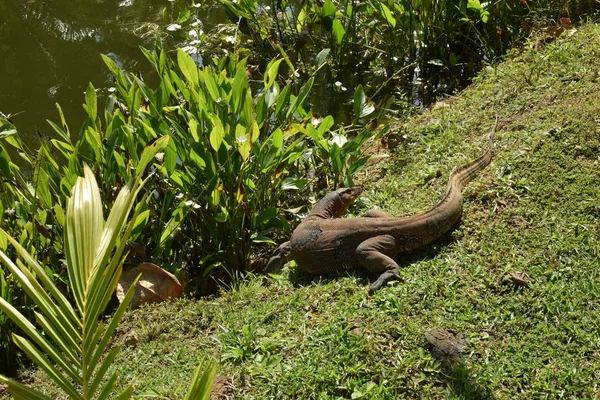 Наблюдайте Ящерицей Дикой Природе Юго Восточной Азии Монитор Ящерицы Зеленой — стоковое фото