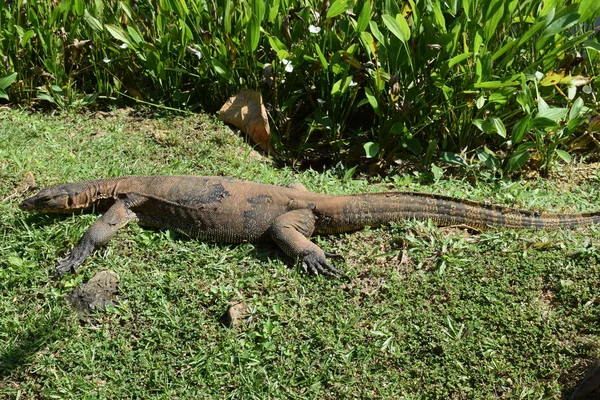 東南アジアの野生でトカゲを監視します 緑の草の中のトカゲを監視する — ストック写真