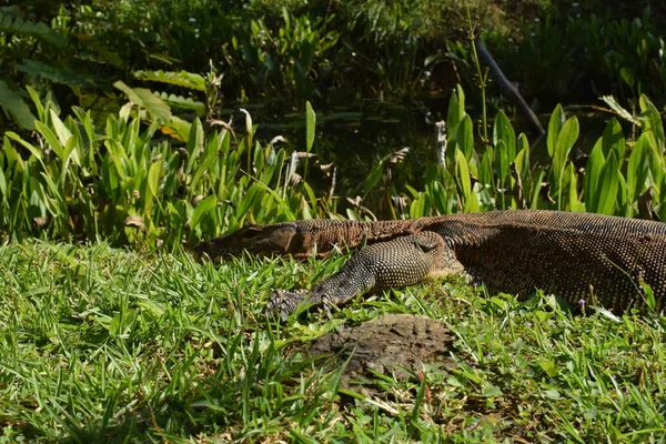 東南アジアの野生でトカゲを監視します 緑の草の中のトカゲを監視します 閉じろ — ストック写真