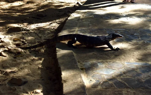 Monitor Lizard Stone Walkway Phra Nang Beach Area Varan Railay — ストック写真