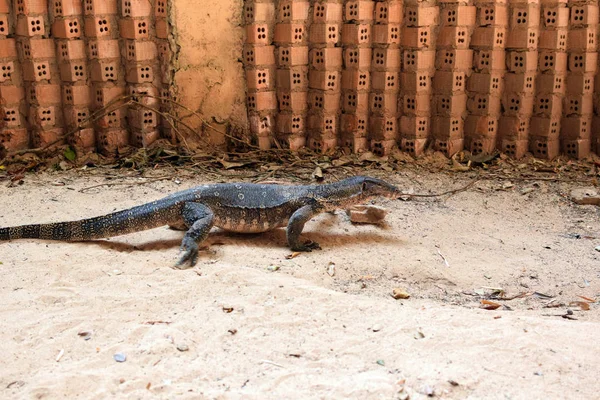 Monitor Lizard Sand Brick Wall Varan Railay Peninsula — ストック写真