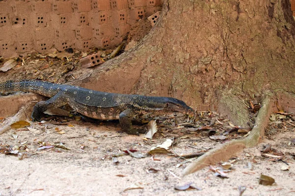 Monitor Lizard Sand Brick Wall Varan Railay Peninsula — ストック写真