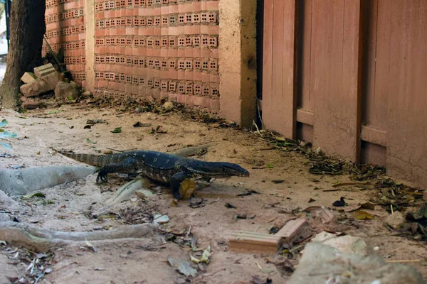 Lézard Moniteur Dans Sable Près Une Clôture Bois Varan Sur — Photo