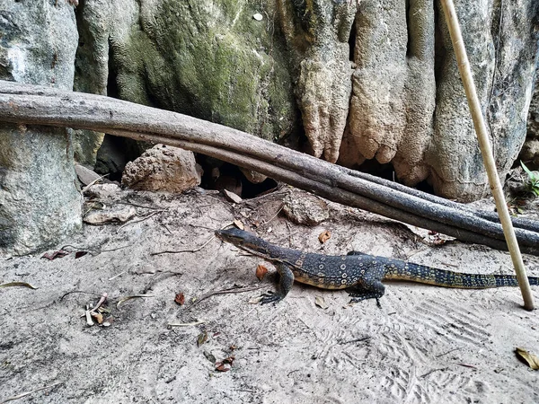 Lézard Moniteur Dans Sable Pied Une Falaise Varan Sur Péninsule — Photo