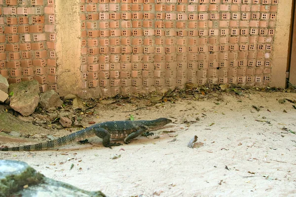 Surveiller Lézard Dans Sable Près Mur Briques Varan Sur Péninsule — Photo