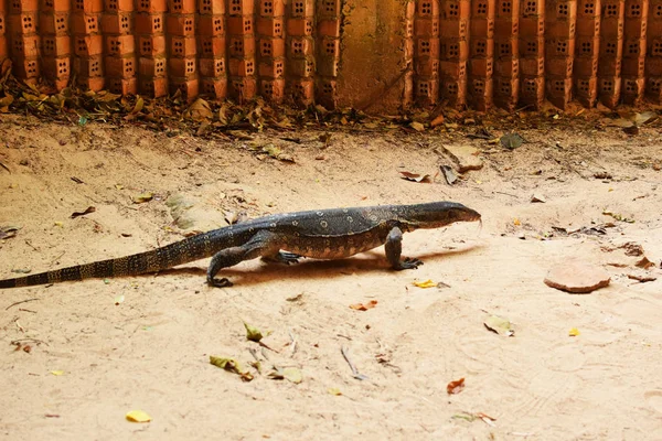 Surveiller Lézard Dans Sable Près Mur Briques Varan Sur Péninsule — Photo