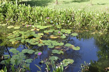 Tayland 'daki Tropik Park. Su zambakları gölette