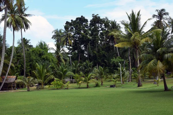 Natur Palmen Gras Und Himmel Auf Der Insel Koh Siboya — Stockfoto