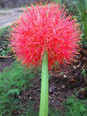 Aralık çiçekleri çok güzeldir. Yeşil çiçekler aralık ayına doğru kırmızıya döner..