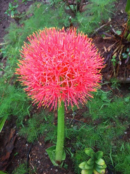 December flowers are very beautiful, da green flowers start to red when it starts towards December.