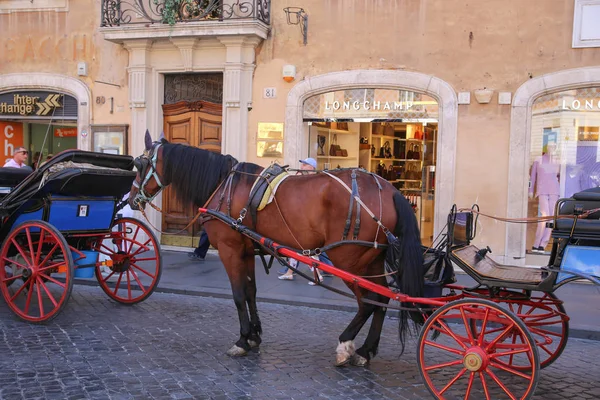 Horse in the horse-drawn wagon — Stock Photo, Image