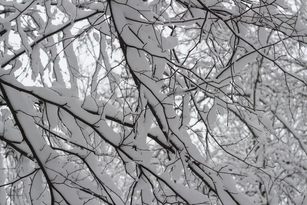 Snow on the branches — Stock Photo, Image