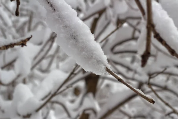 Schneebedeckter Ast — Stockfoto