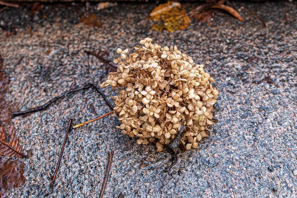 Una flor de hortensia seca yace en el alféizar de la ventana de piedra húmeda — Foto de Stock