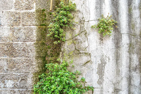 stock image An old house with a green Bush growing in the wall