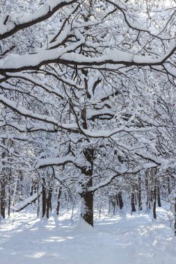 Karla kaplı ormanda güneşli bir gün
