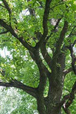 Baharda açan meşe ağacı