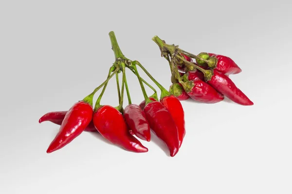 Two branches with pods of hot red pepper — Stok fotoğraf
