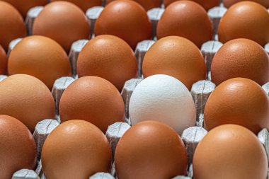 Cardboard tray with brown chicken eggs, including one white egg