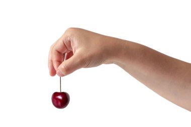 İnsan parmaklarıyla, sapıyla, beyaz bir arka planda izole edilmiş büyük bir kiraz tutar.