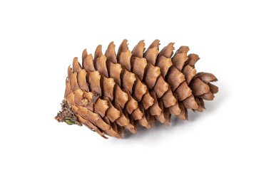 Kavisli kahverengi pullu ladin külahı, yakın plan fotoğrafı, beyaz arka planda izole edilmiş.