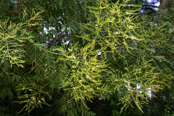 Plantaardige Achtergrond Bestaande Uit Een Vergrote Afbeelding Van Groene Twijgen — Stockfoto