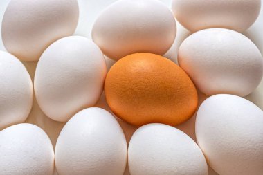 Bir grup beyaz tavuk yumurtası, açık arkaplanda bir kahverengi yumurta da dahil.