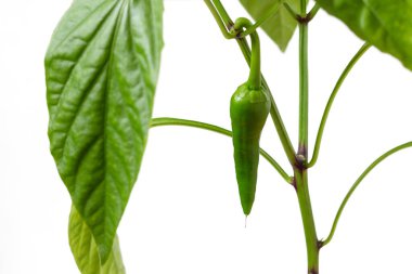 Etrafı yeşil yapraklarla çevrili ilk acı biberi pencere kenarındaki bir tencerede büyüttüler. Beyaz arkaplanda izole