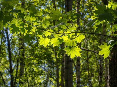Akçaağaç yaprakları ormandaki güneş tarafından aydınlatılır.