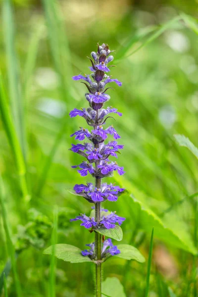 Fiori Viola Epilobio Epilobium Genere Piante Fiore Della Famiglia Onagraceae — Foto Stock