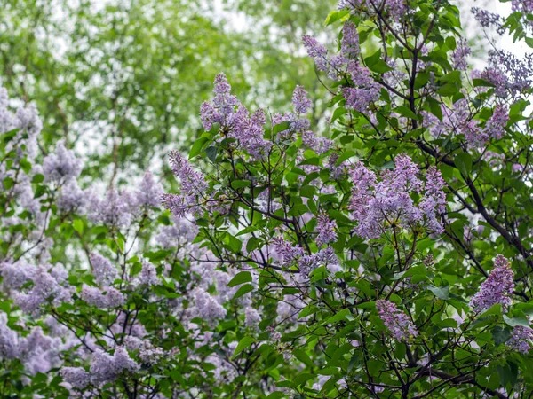 Fioletowe Kwiaty Lilii Tle Zielonych Liści Drzewa Mieście — Zdjęcie stockowe