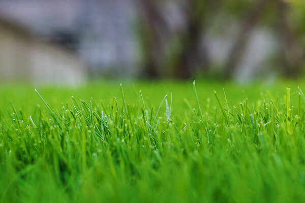Freshly cut green lawn of training football field