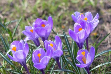 Crocus 'lar bahar güneşi tarafından aydınlatılır. Narin mor yapraklar ve arka planda turuncu çiçek demetleri..