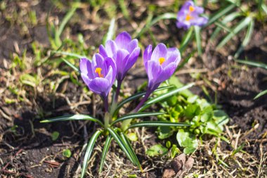 Dünyada, güneşli bir bahar gününde, mor timsahlar açardı. Mor yapraklar ve parlak sarı pudingler.