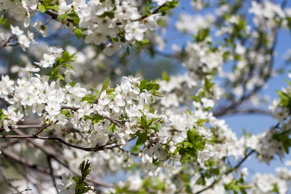 Kwitnące Gałęzie Jabłoni Tle Błękitnego Nieba Wiosna Piękne Białe Kwiaty — Zdjęcie stockowe
