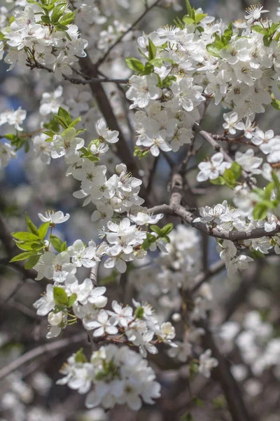 Kwiat Jabłoni Pięknymi Białymi Kwiatami — Zdjęcie stockowe