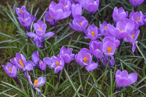 Парке Солнечный Весенний День Расцвели Многие Фиолетовые Крокусы Крокусы Имеют — стоковое фото