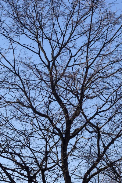 Contour Arbre Dans Parc Sur Fond Ciel Bleu Printanier — Photo