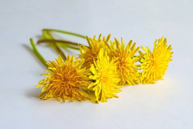 Bir buket parlak sarı karahindiba Aydınlık bir arka planda bahar otlağından koparılmış