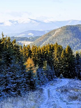 Kışın soğuk ve büyülü bir orman