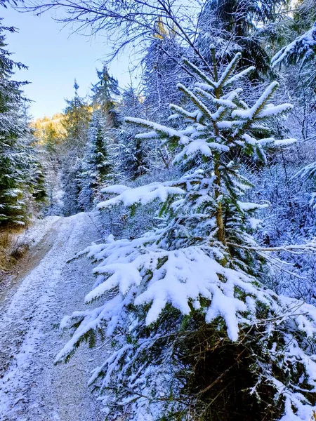 Cold Magical Forest Winter — Stockfoto