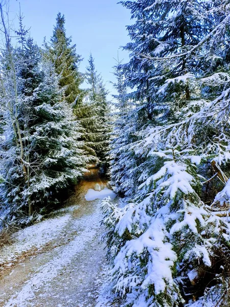 Cold Magical Forest Winter — Stockfoto