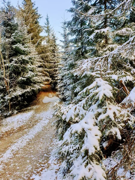 Cold Magical Forest Winter — Stockfoto