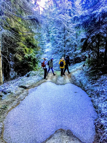 Cold Magical Forest Winter — Stockfoto