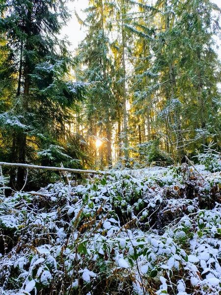 Cold Magical Forest Winter — Stockfoto