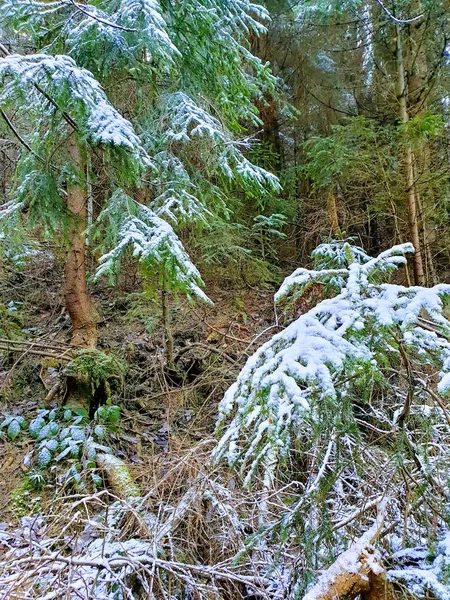 Cold Beautiful Winter Forest Snow — Stockfoto