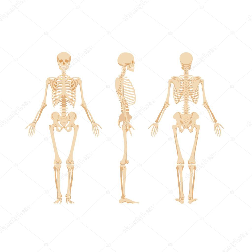 Set of skeletons isolated on white background