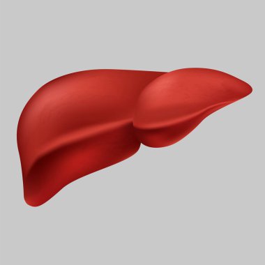 İnsan gerçekçi karaciğer vektör grafik illüstrasyon medikal organ simgesi beyaz arkaplanda izole
